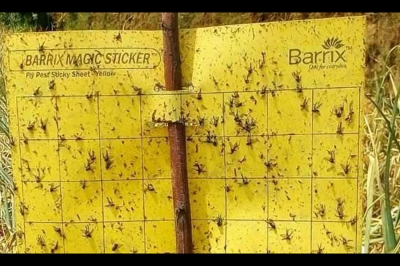 The Barrix Magic Sticker Chromatic Trap – Yellow