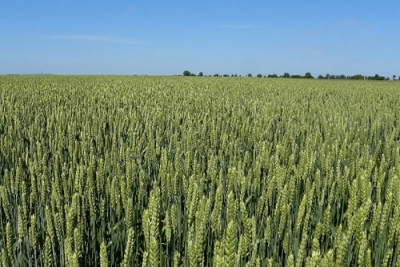 Use of “Novum wheat” in animal feeding