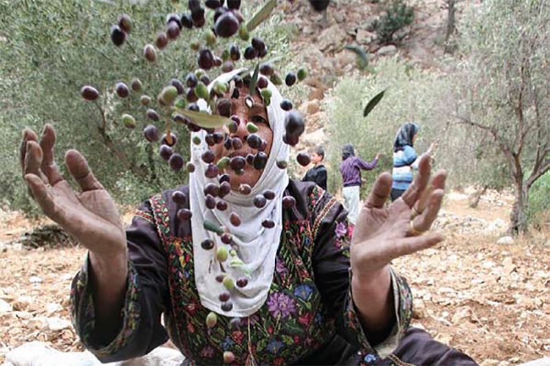 كفر عبوش التعاونية لزيت الزيتون البكر الممتاز في فلسطين
