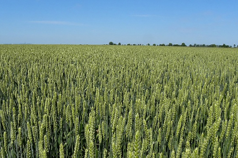 Utilisation de &amp;quot;blé Novum&amp;quot; dans l&amp;#39;alimentation animale